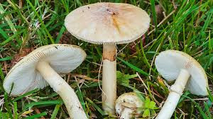 जङ्गली च्याउ खाँदा गुल्मीमा तीन जना बिरामी