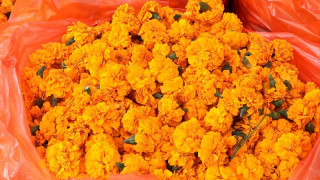 दसैँ, तिहार र छठमा पाँच करोडको फूल किनबेच
