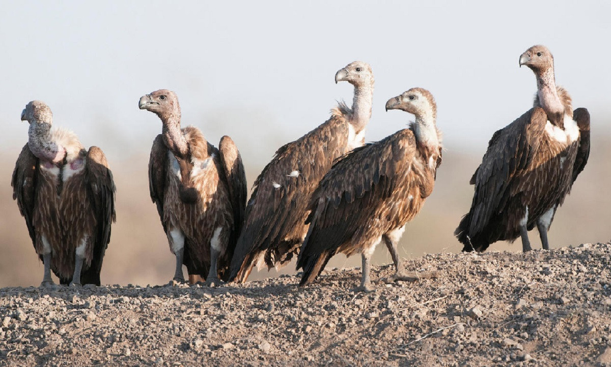 गिद्धको सङ्ख्यामा वृद्धि