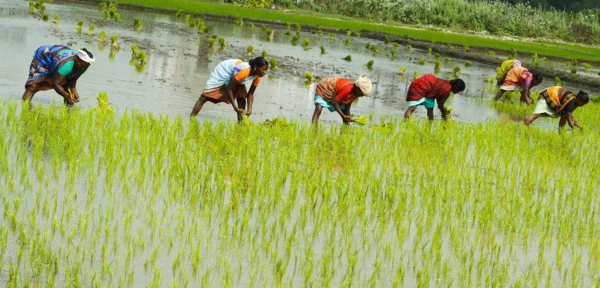 असार दोस्रो सातासम्म १५ प्रतिशत धान रोपाइँ