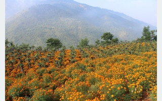 मन्थलीमा ड्रागन फ्रुटसँगै सयपत्री फूलको खेती
