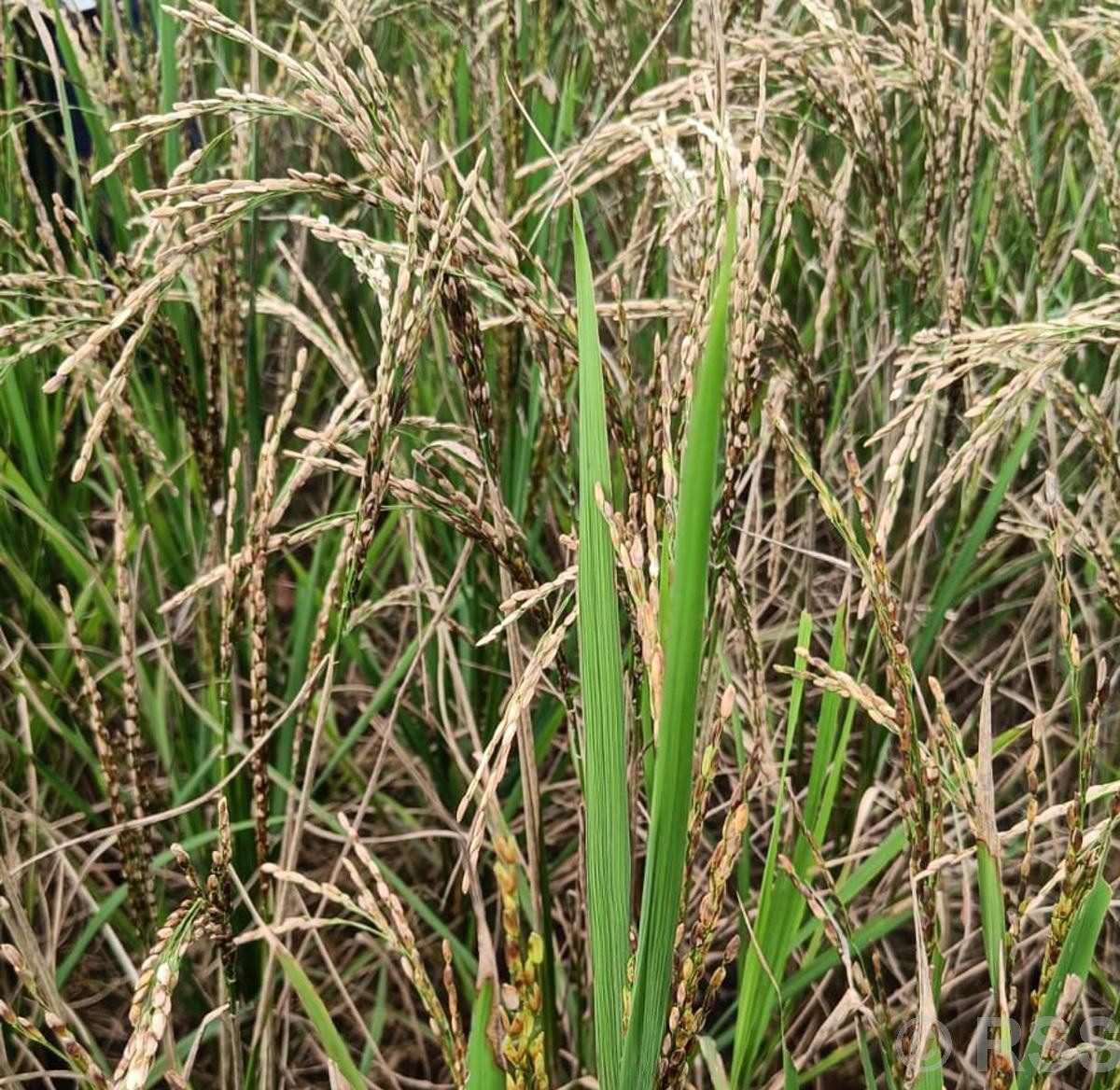 कर्णालीमा धान उत्पादन बढ्यो