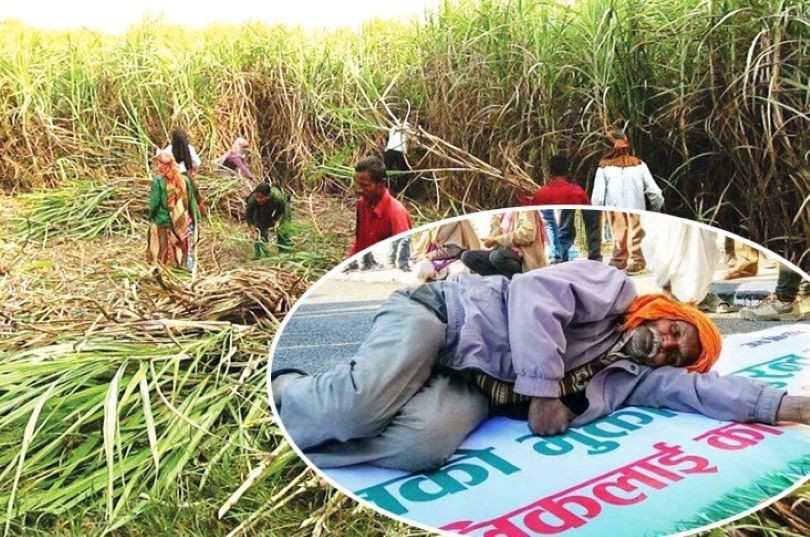 उखु किसानको हातमा पर्सीसम्म उखुको भुक्तानी पाउने, सरकारले भुक्तानी दिन ७५ करोड निकासा गर्ने
